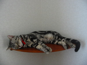 コナン君2.jpg